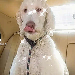 Fundraising Page: Tracy DAgostino